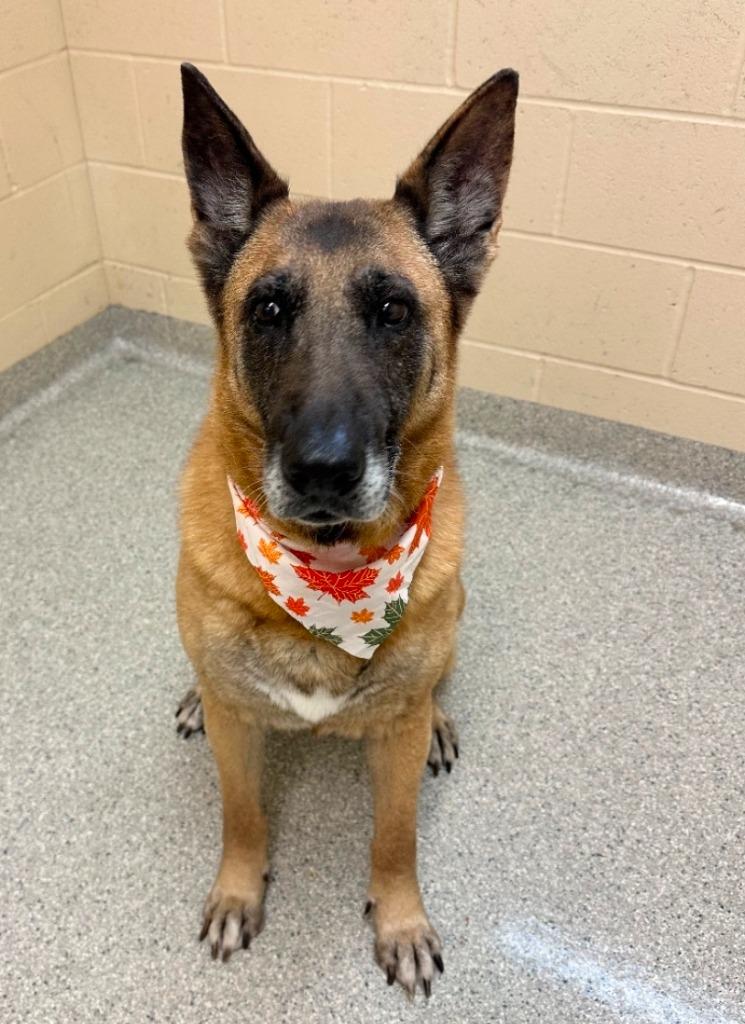 Enlarge Dixie Mill, a Adoptable mixed breed in Columbia, IL image 5/6
