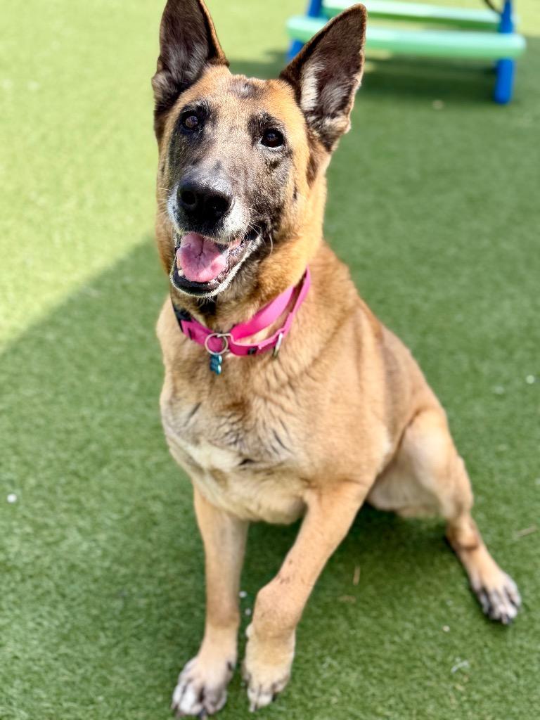 Dixie Mill, a Adoptable mixed breed in Columbia, IL image 6/6