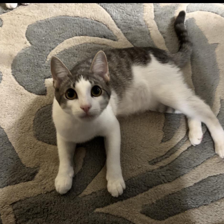 Dwight , adopted, Kitten Male American Curl.