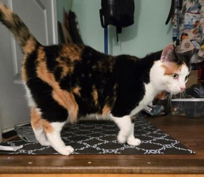 Enlarge Mira, a Adoptable Domestic Short Hair in Lawrenceville, GA image 1/1