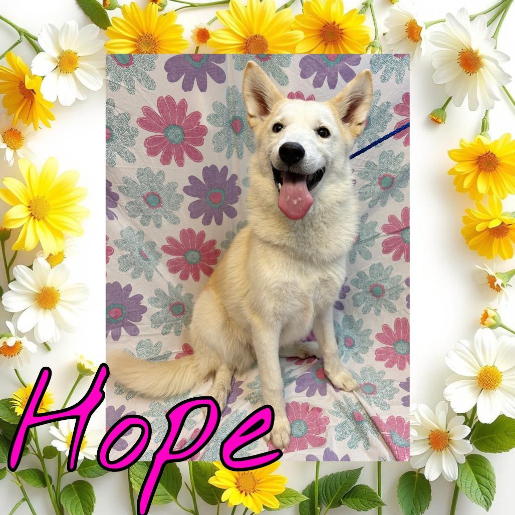 Hope, Adoptable, Young Female Great Pyrenees & Husky.