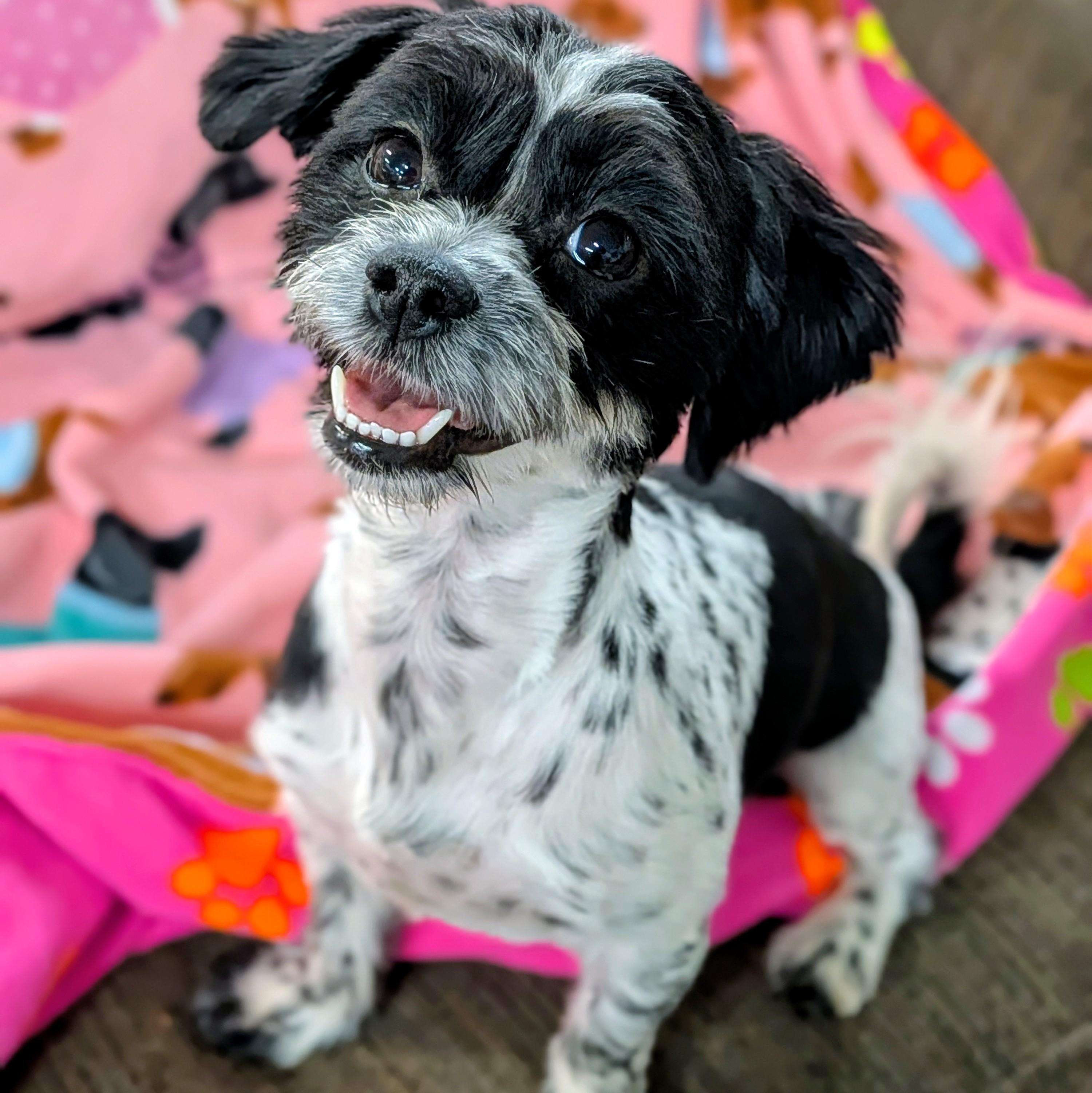 Riley, adopted, Young Female Shih Tzu.