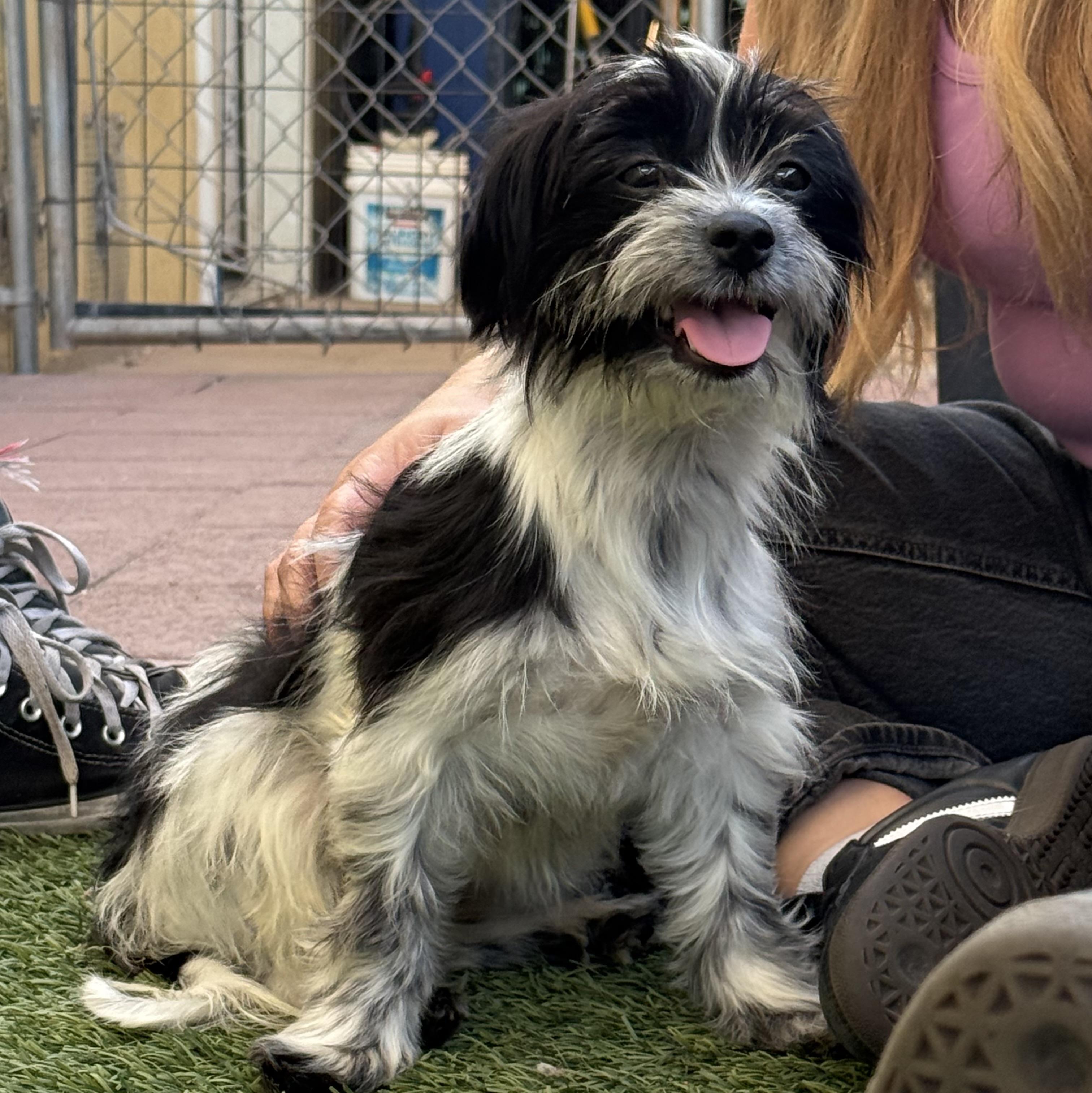 Enlarge Riley, an adopted mixed breed in St. George, UT image 2/5