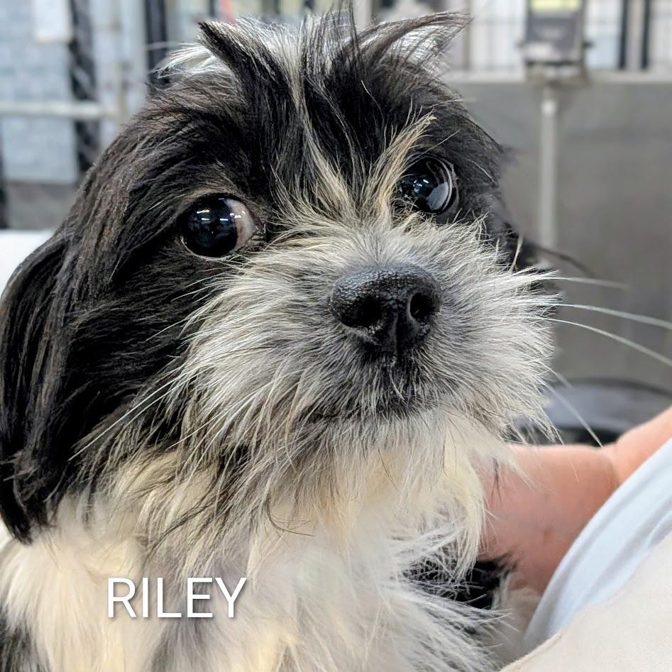 Enlarge Riley, an adopted mixed breed in St. George, UT image 4/5