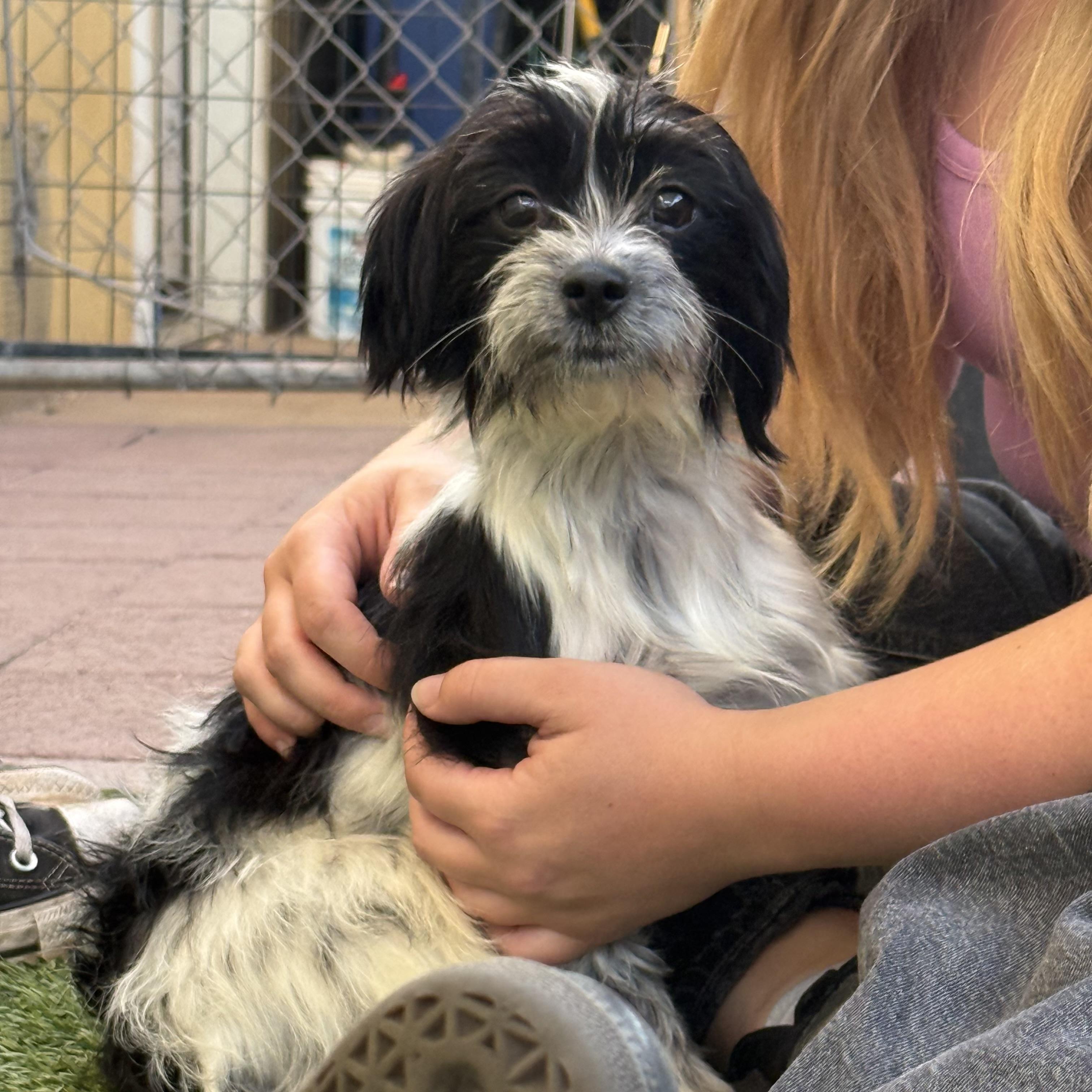 Enlarge Riley, an adopted mixed breed in St. George, UT image 5/5