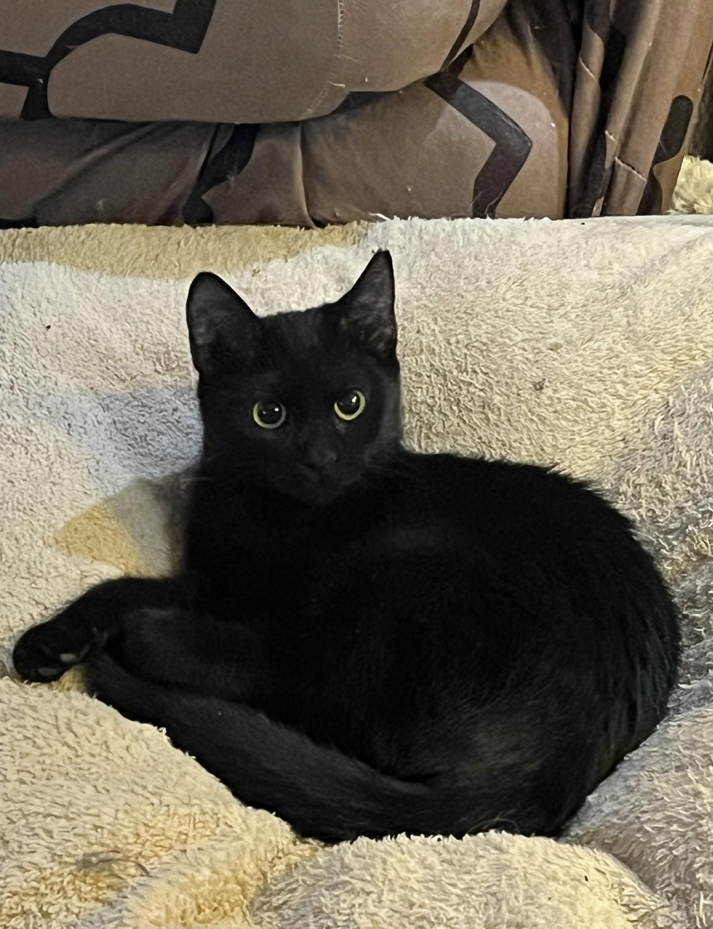 Betty, Adoptable, Kitten Female Domestic Short Hair.