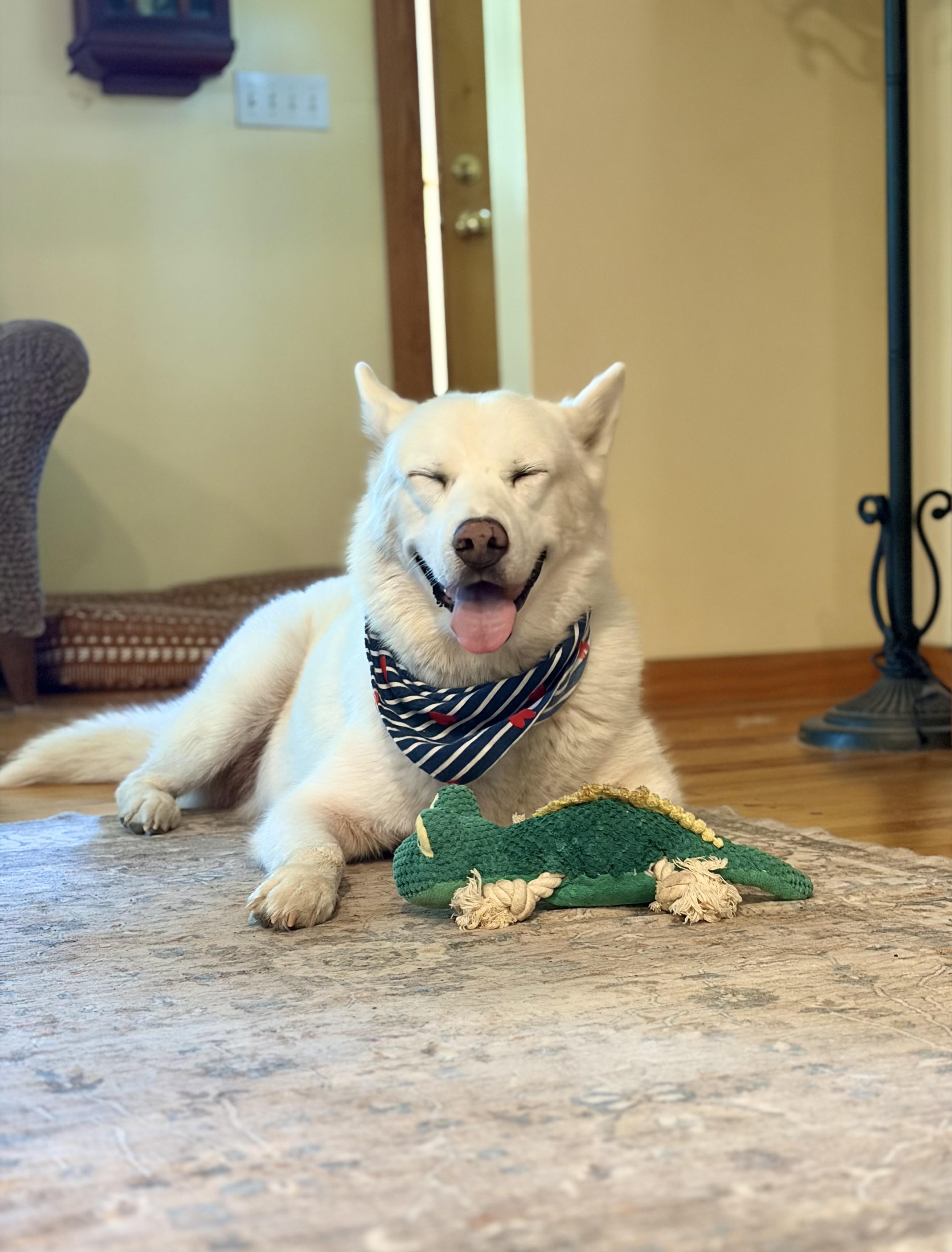 Enlarge Poco, a Adoptable mixed breed in Richmond, VA image 5/6