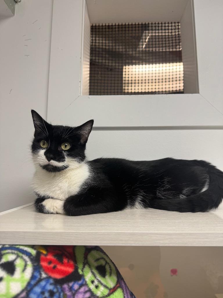 Naughty Noelle, Adoptable, Adult Female Domestic Short Hair.