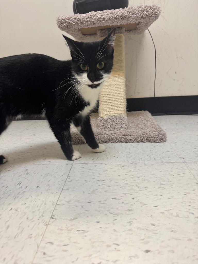 Naughty Noelle, a Adoptable mixed breed in Winnipeg, MB image 2/2