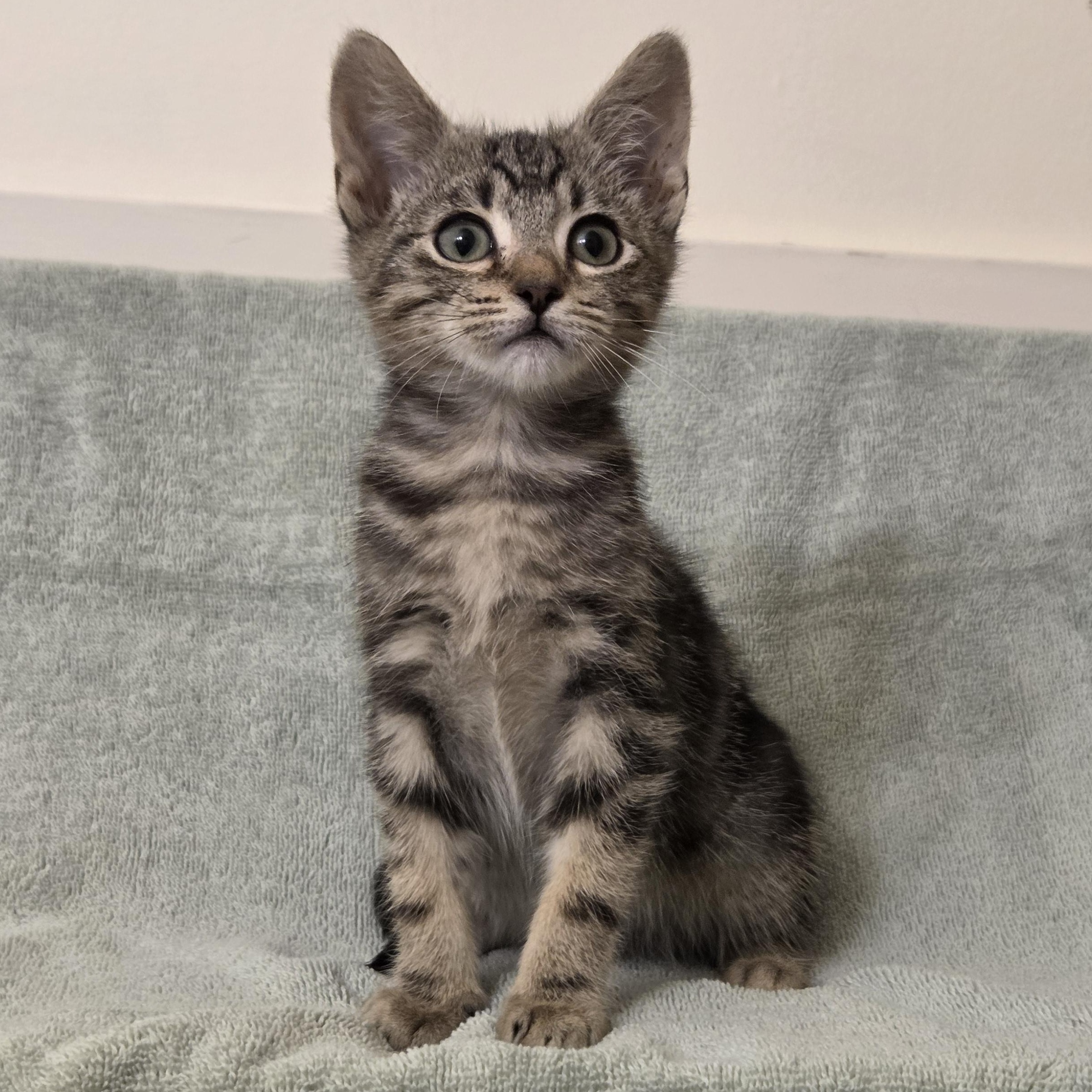 Enlarge Pre-Adoption: Spring Roll, a Adoptable Domestic Short Hair in Chilliwack, BC image 1/1