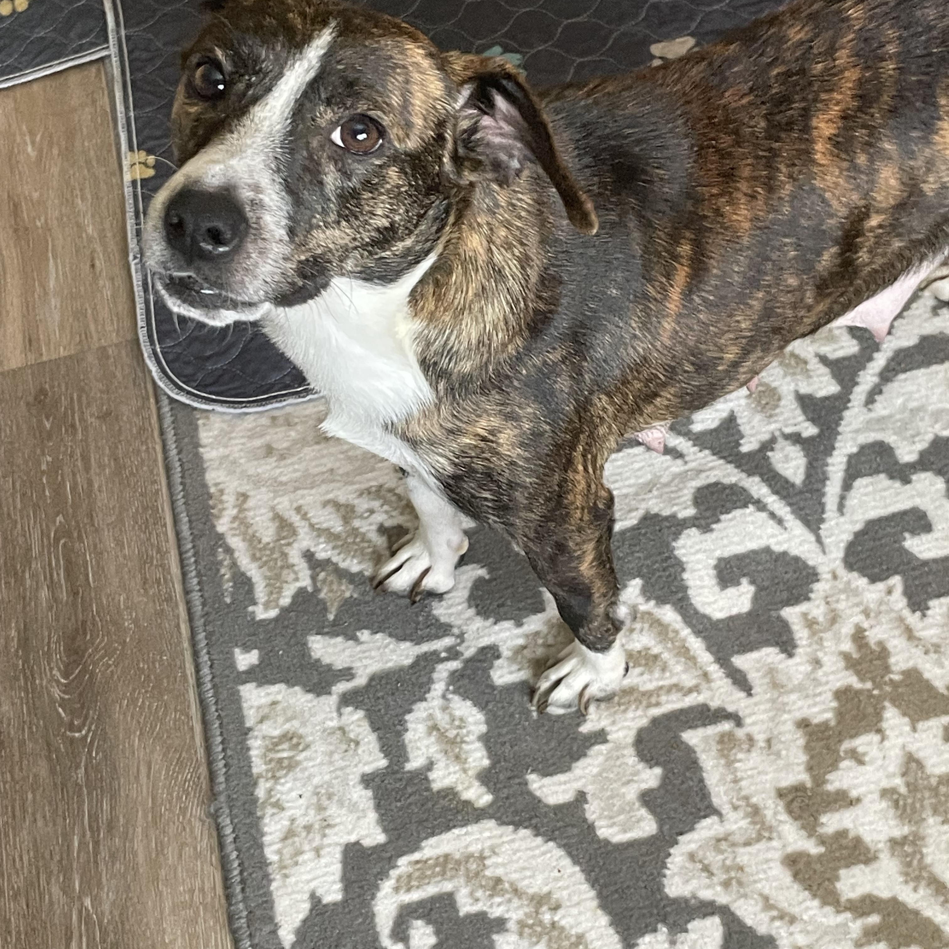 Enlarge Evie, a ADOPTABLE mixed breed in Union Grove, WI image 2/2