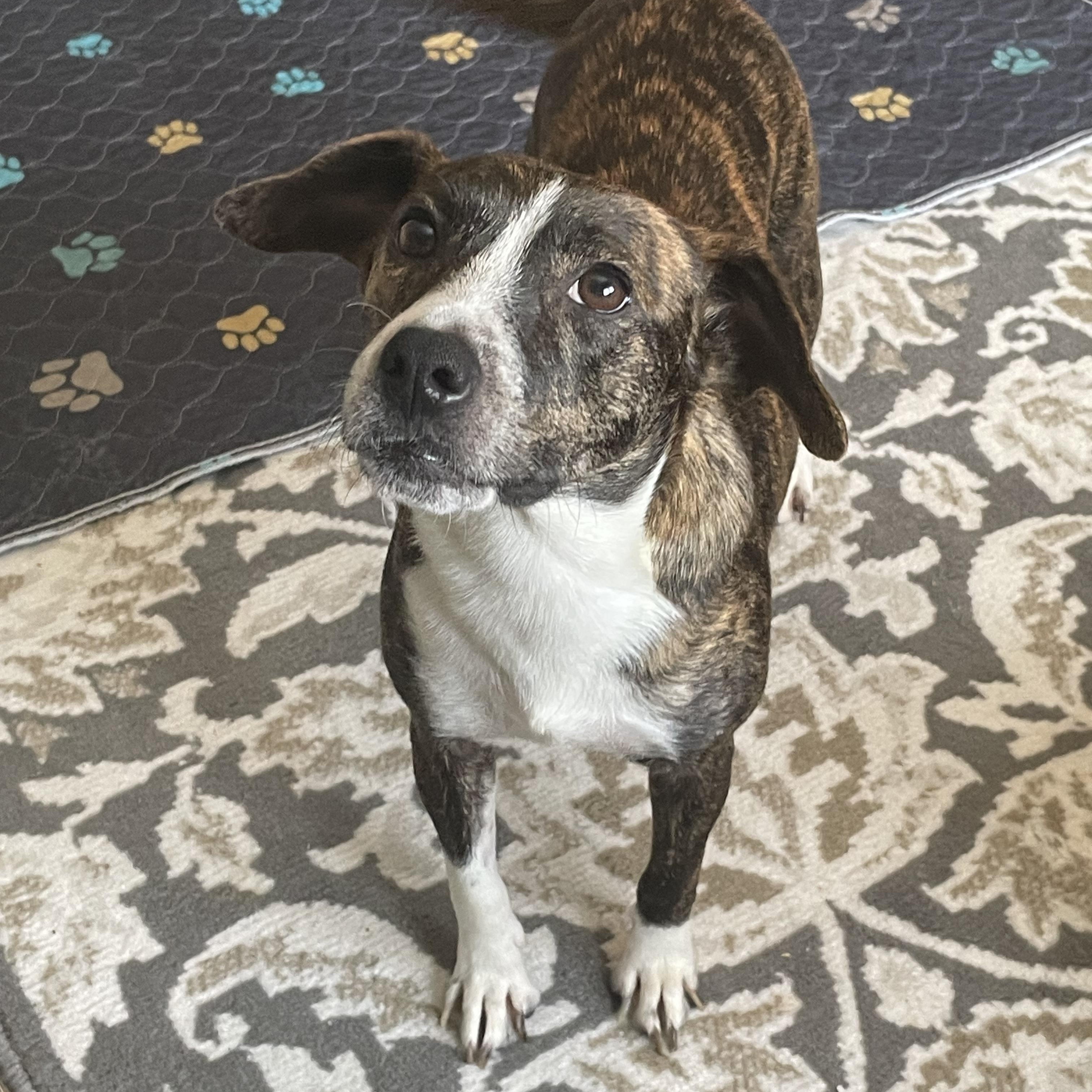 Enlarge Evie, a ADOPTABLE mixed breed in Union Grove, WI image 1/2