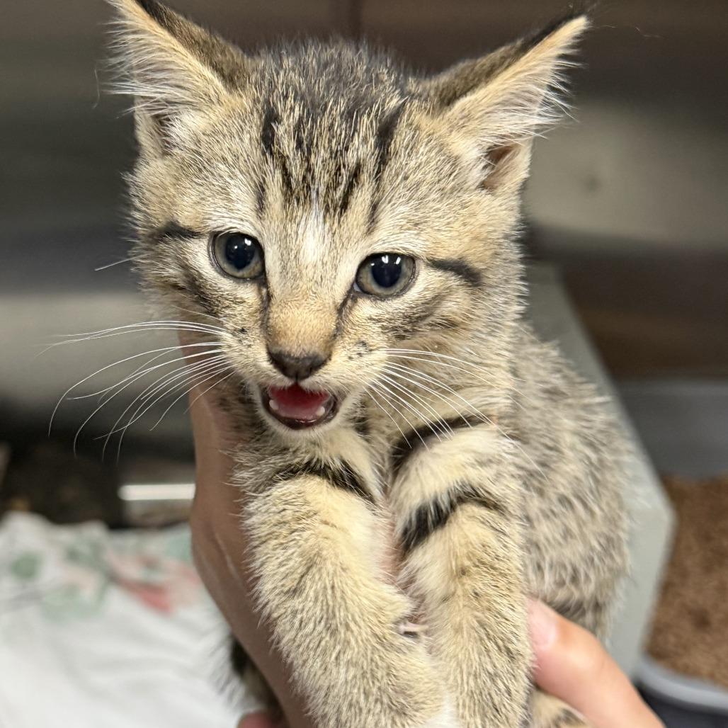 Aleppo, Adoptable, Kitten Male Domestic Short Hair.