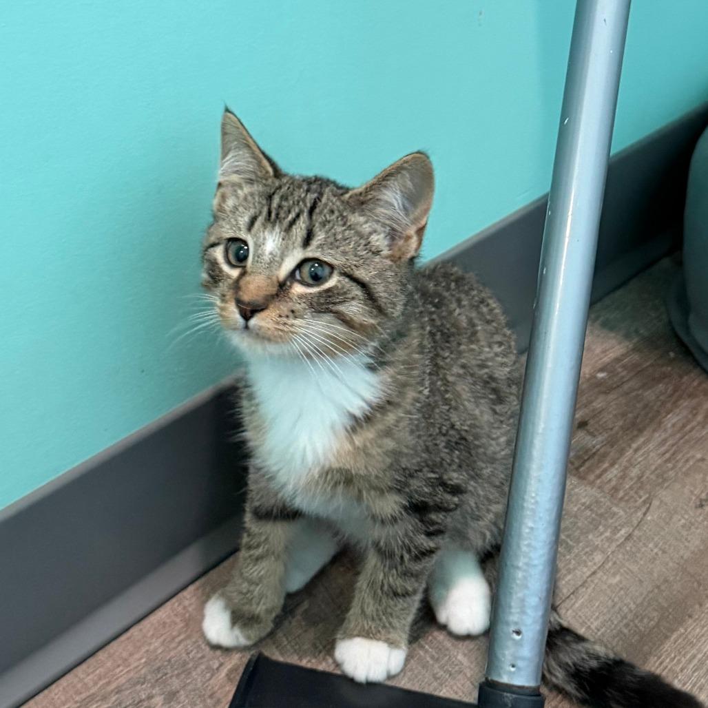 Aleppo, a Adoptable Domestic Short Hair in Marion, VA image 2/5