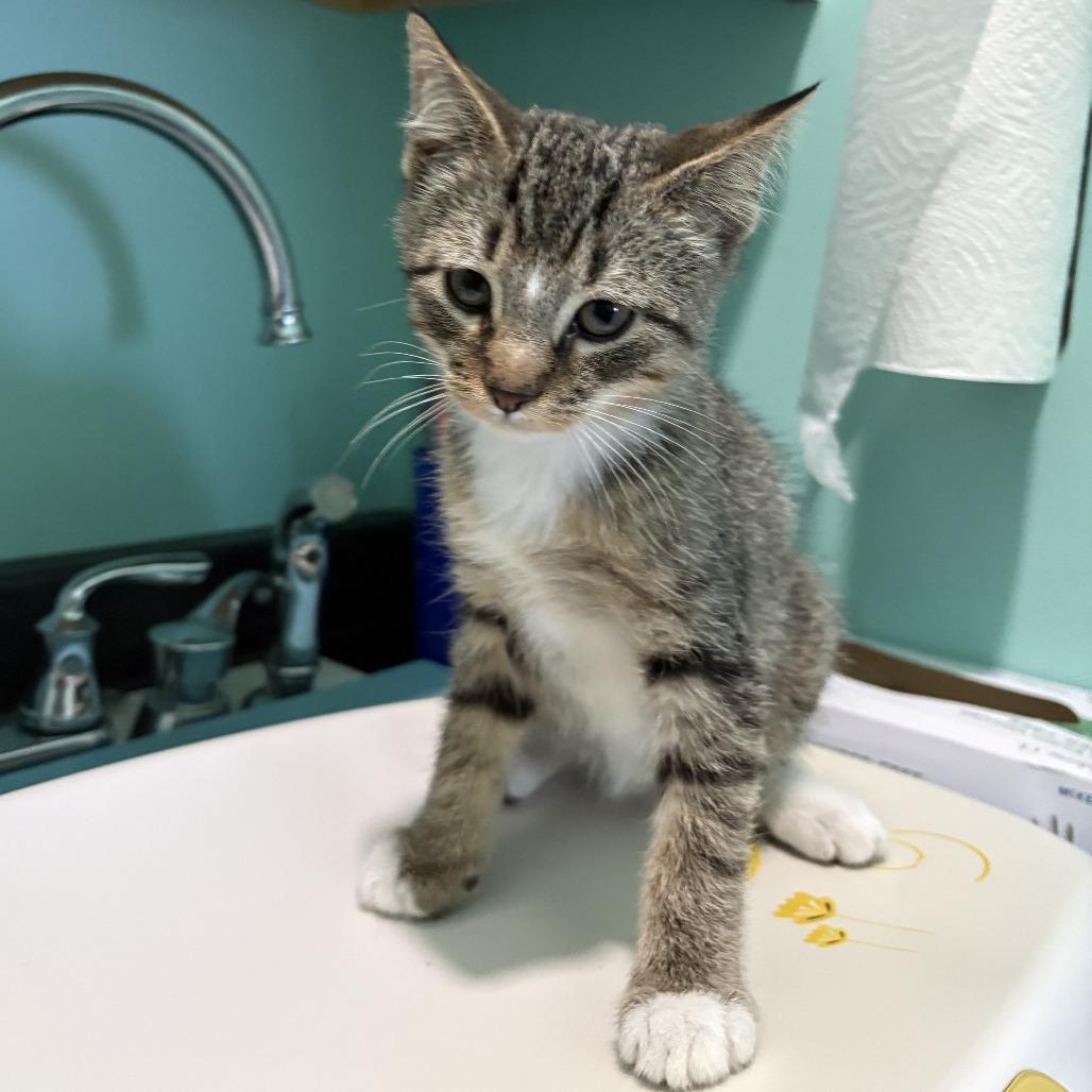 Aleppo, a Adoptable Domestic Short Hair in Marion, VA image 3/5
