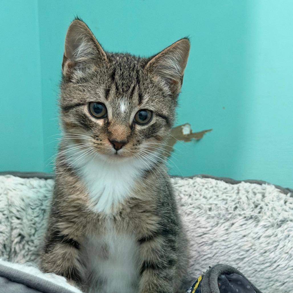 Aleppo, a Adoptable Domestic Short Hair in Marion, VA image 4/5