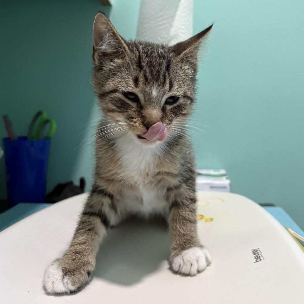 Aleppo, a Adoptable Domestic Short Hair in Marion, VA image 5/5