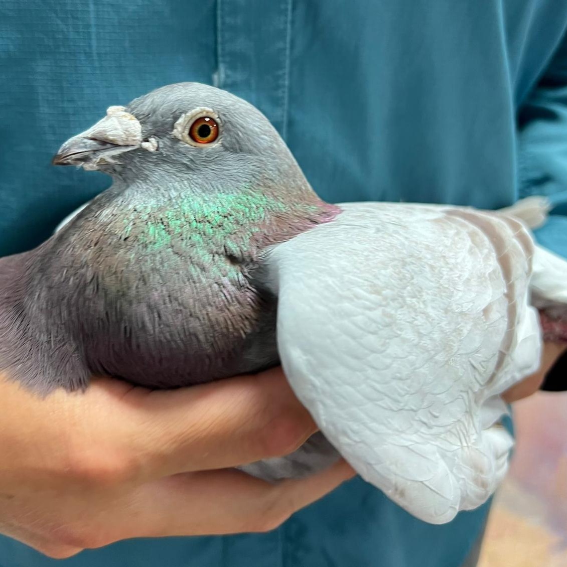 Biscuit, Adoptable, Adult Unknown Dove.