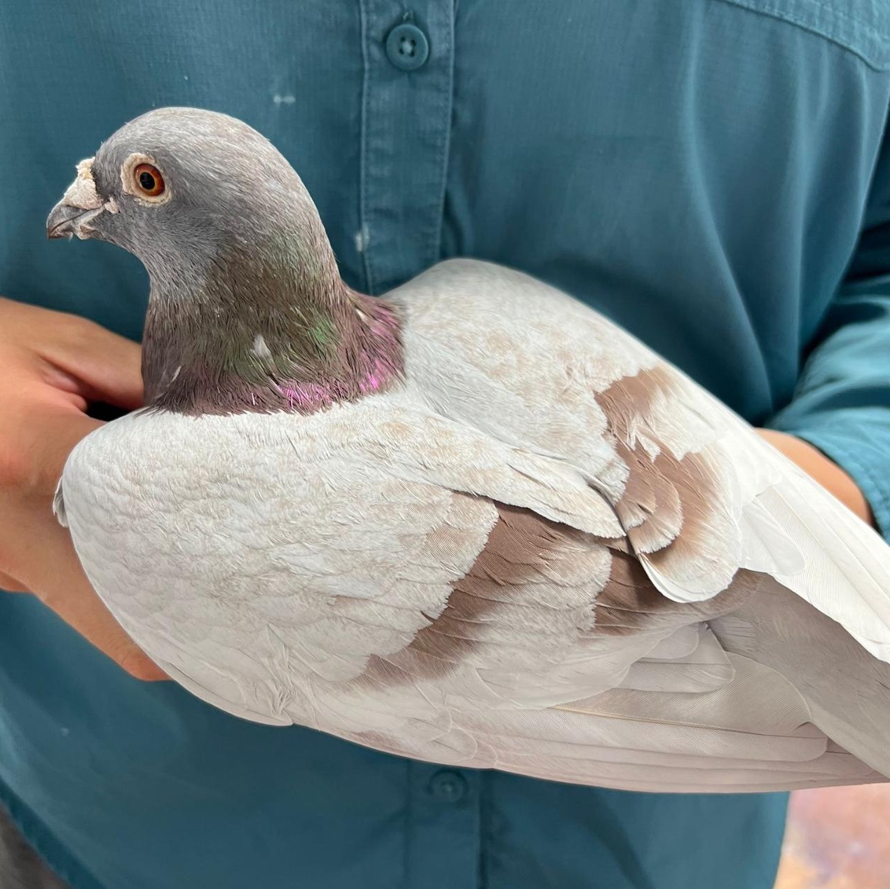 Biscuit, a Adoptable Dove in Chicago, IL image 2/3