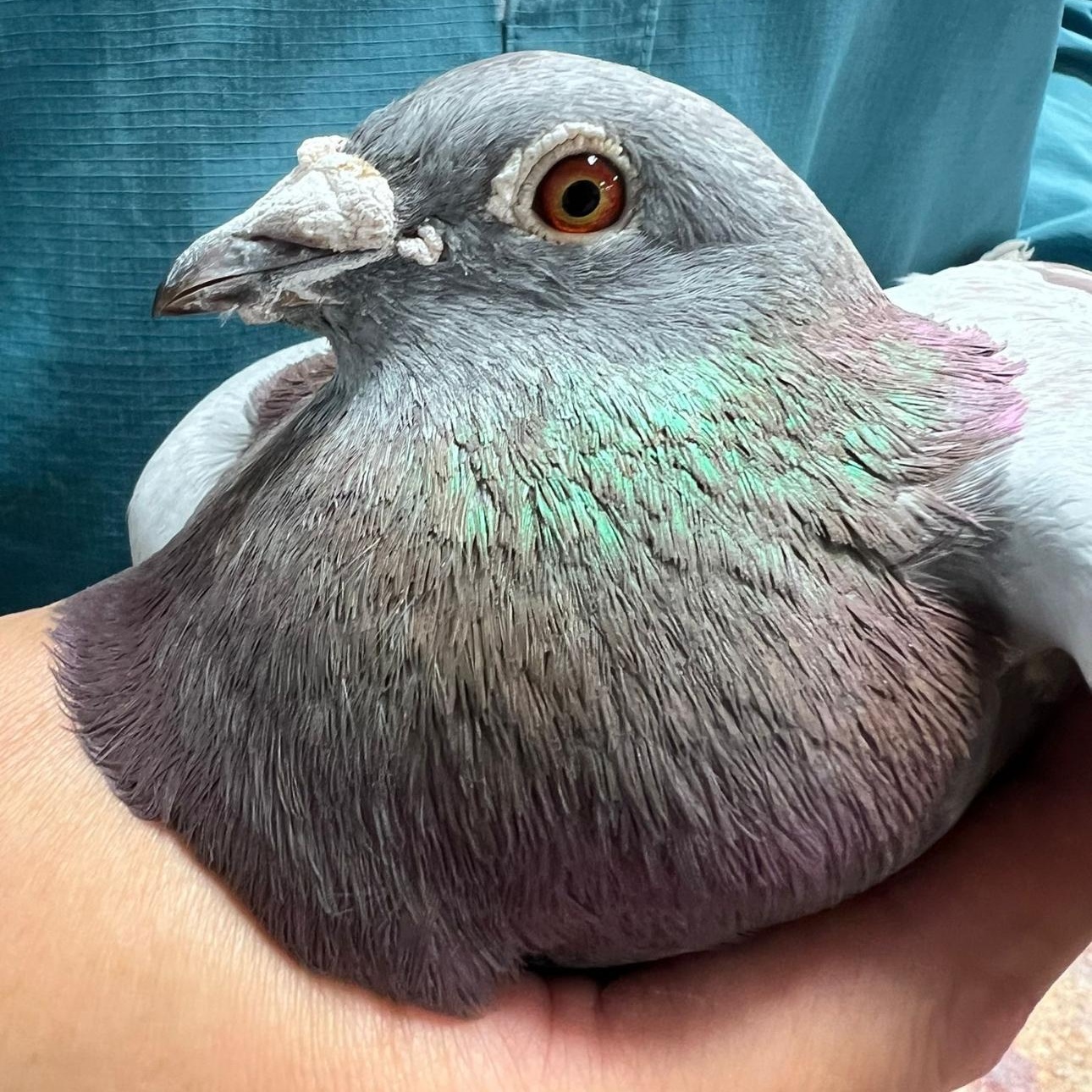 Biscuit, a Adoptable Dove in Chicago, IL image 3/3