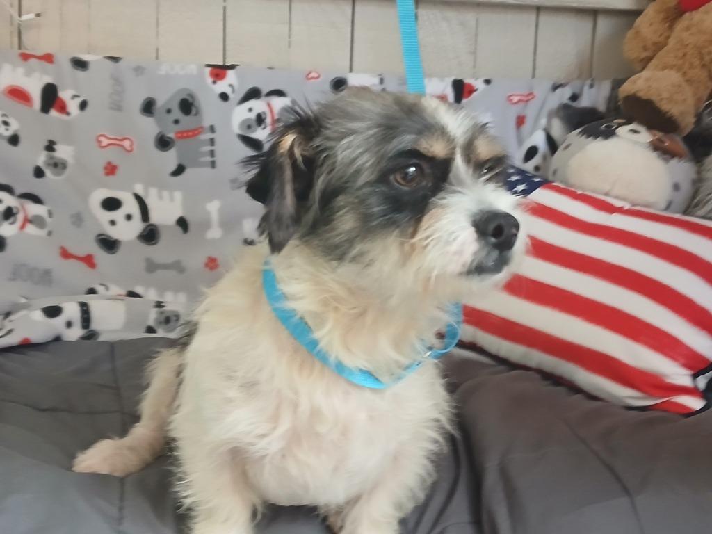 Veles, Adoptable, Young Male Terrier.