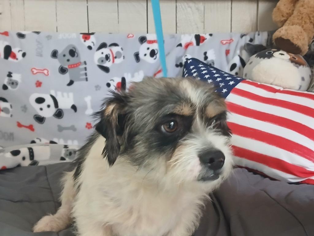 Enlarge Veles, a Adoptable Terrier in Fort Worth, TX image 2/2