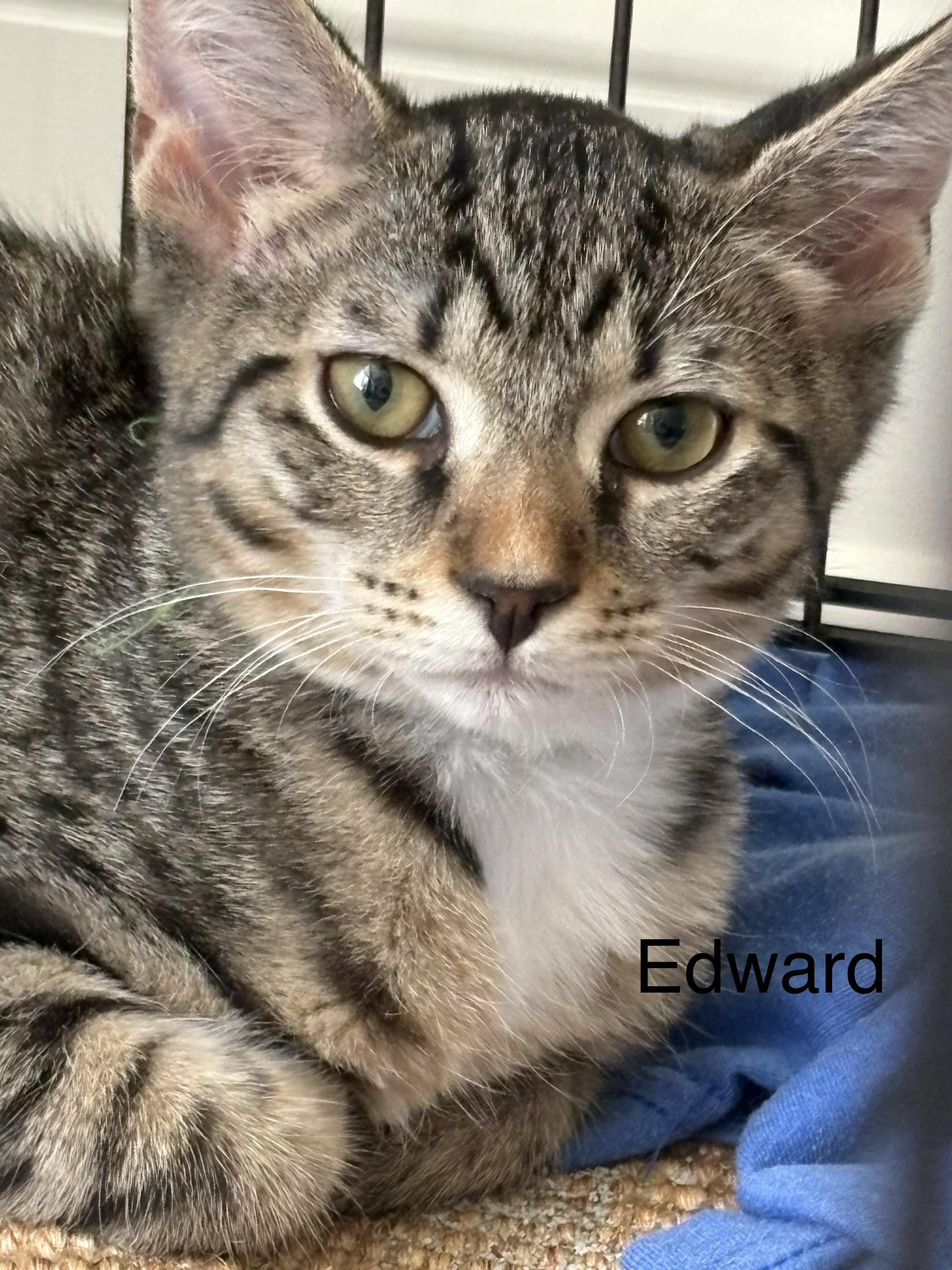 Edward, Adoptable, Kitten Male Domestic Short Hair.