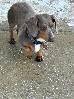 DRUT UTAH Milo, Adopted, Young Male Dachshund.