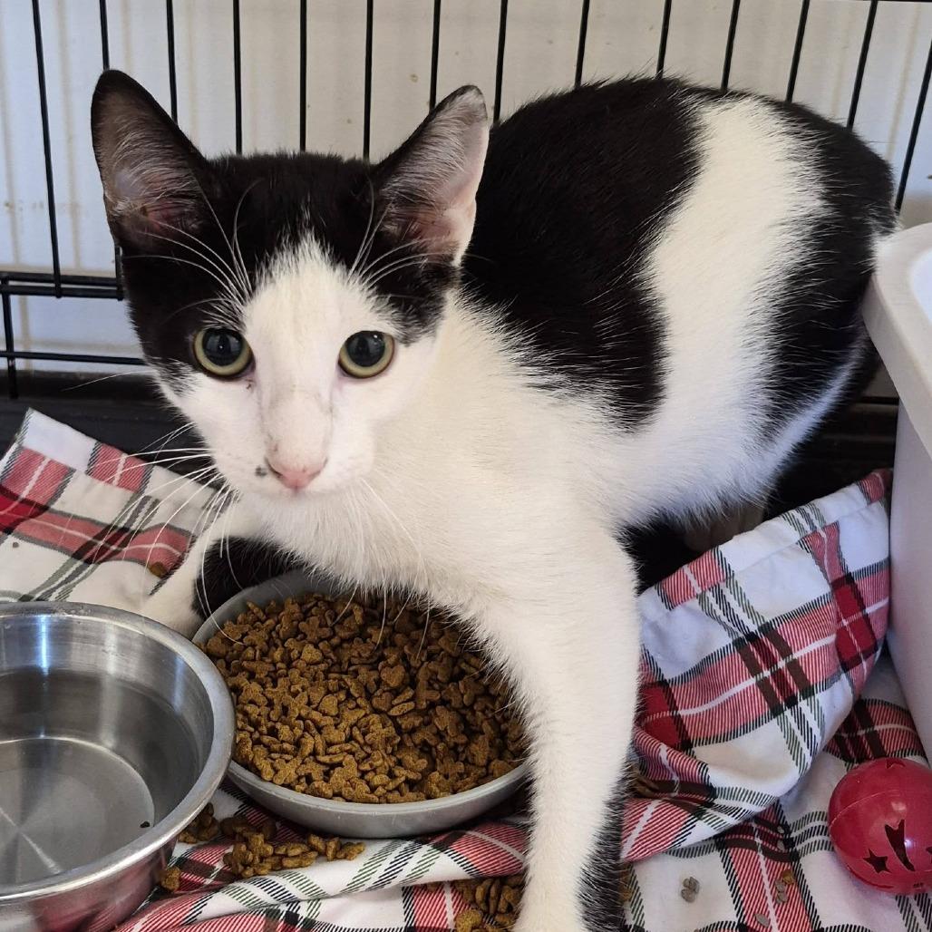 Edgar, Adoptable, Young Male Domestic Short Hair.
