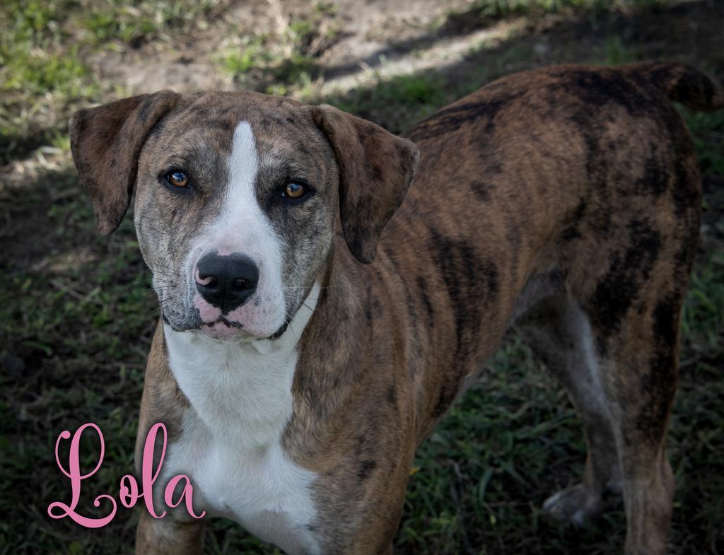 Lola, Adoptable, Adult Female Catahoula Leopard Dog & Affenpinscher.