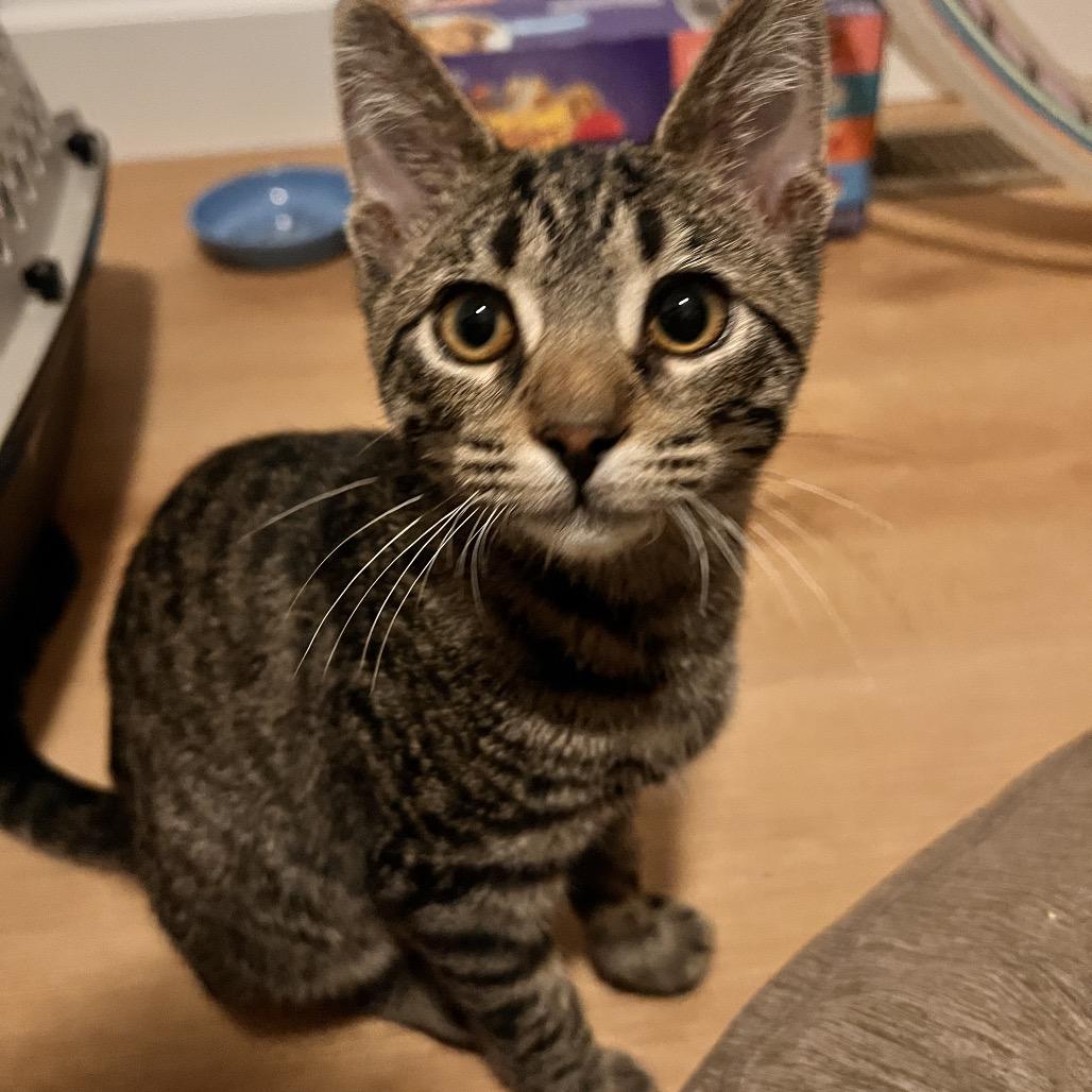 Ghost, Adoptable, Kitten Male Domestic Short Hair.