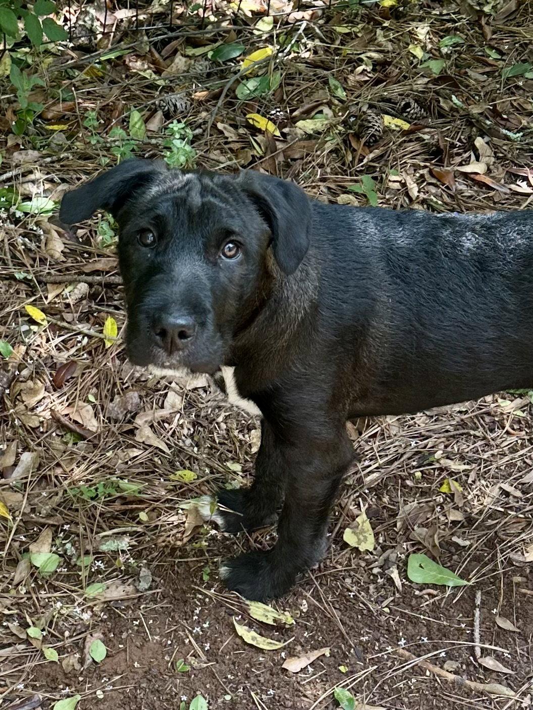 Enlarge Freya, a Adopted mixed breed in Woodstock, GA image 1/1