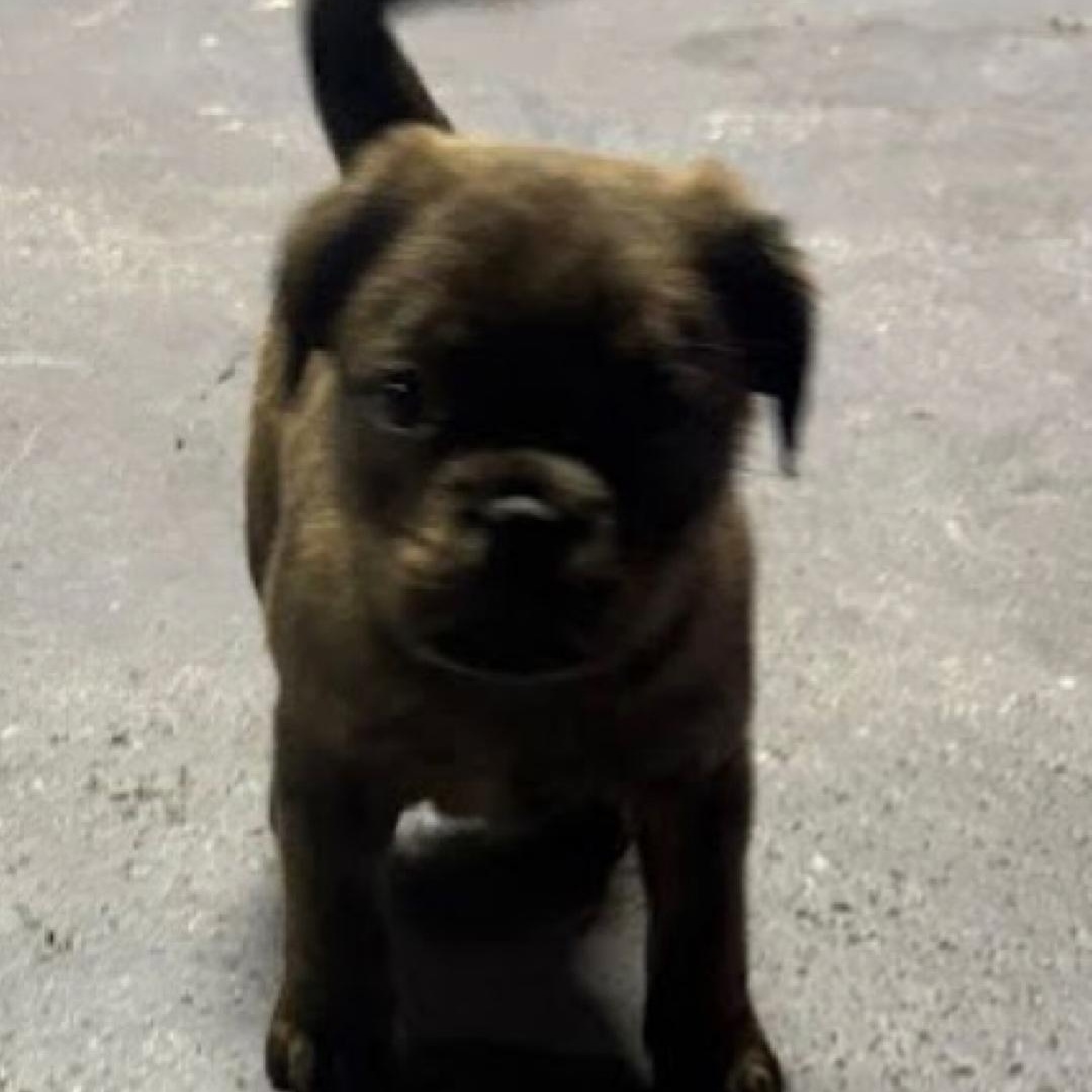 Brent, an adopted mixed breed in Midland, MI image 1/2