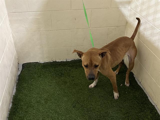 LILLY, Adoptable, Adult Female American Bulldog.