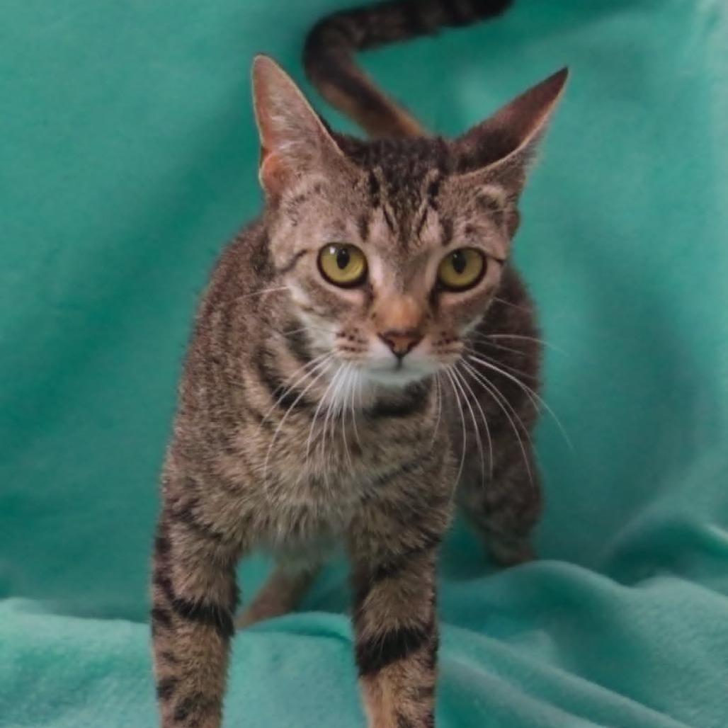 Scarlett, Adoptable, Adult Female Domestic Short Hair & Domestic Short Hair.