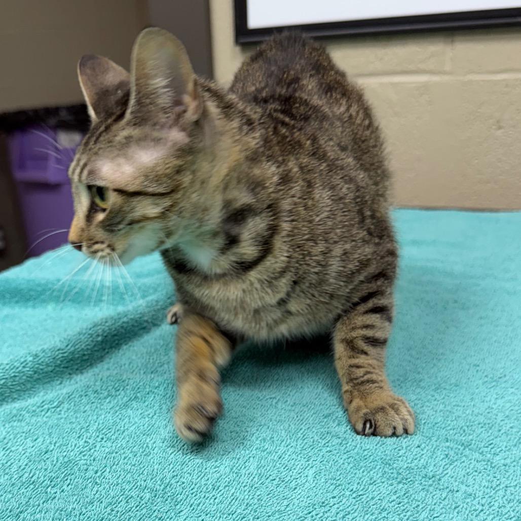 Scarlett, a Adoptable mixed breed in Madisonville, KY image 2/2