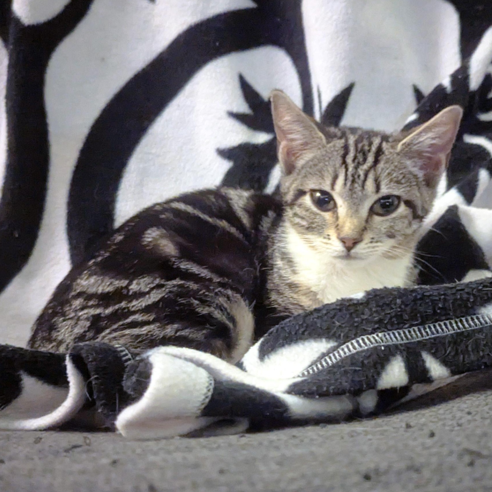 Enlarge Basil Fawlty, a ADOPTABLE Domestic Short Hair in Apex, NC image 1/4