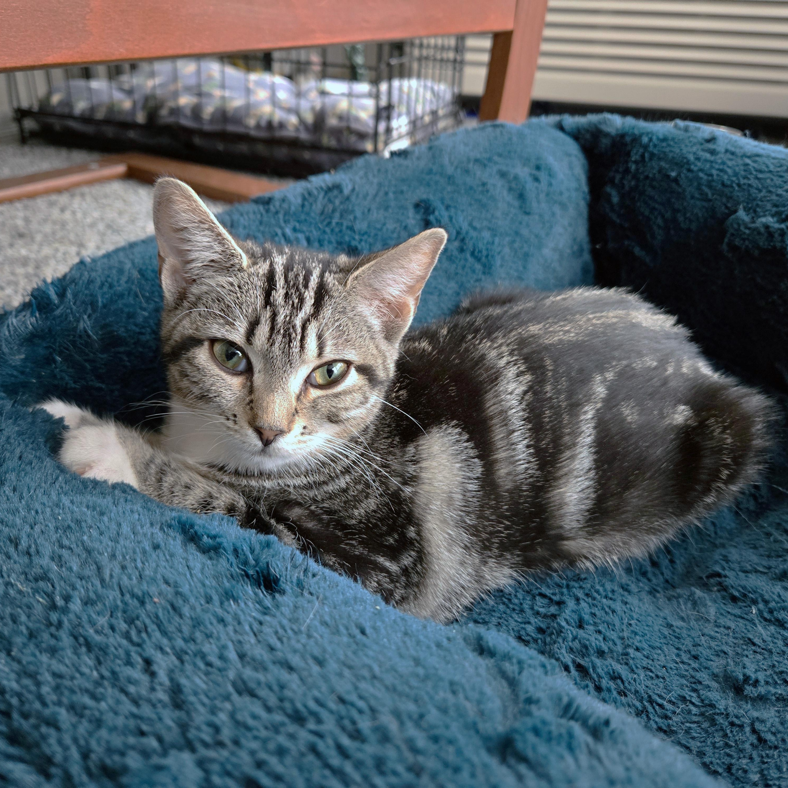Basil Fawlty, ADOPTABLE, Kitten Female Domestic Short Hair.