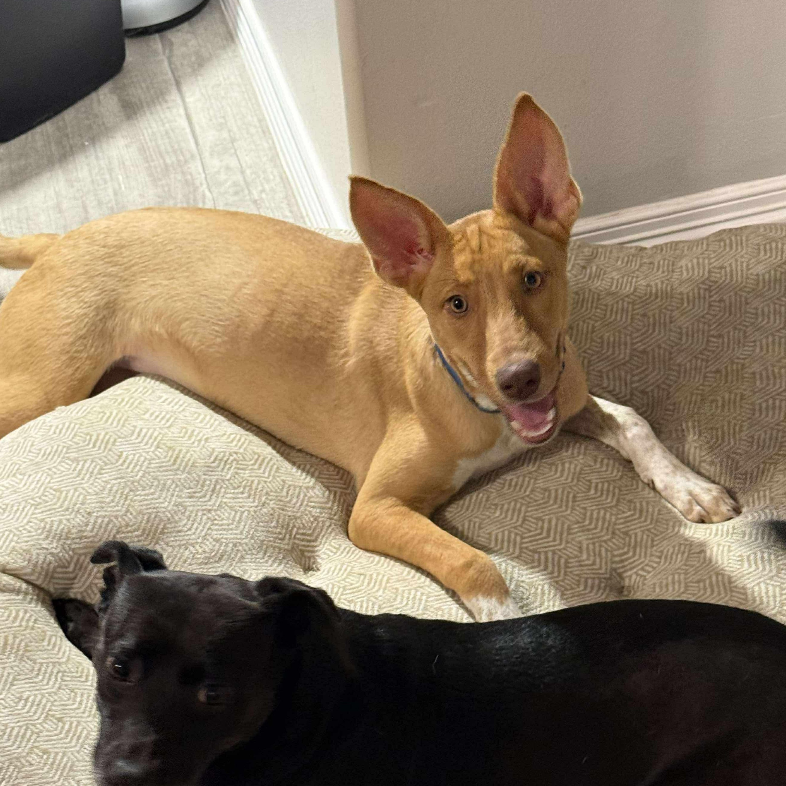 Etta James, Adoptable, Young Female Mixed Breed.