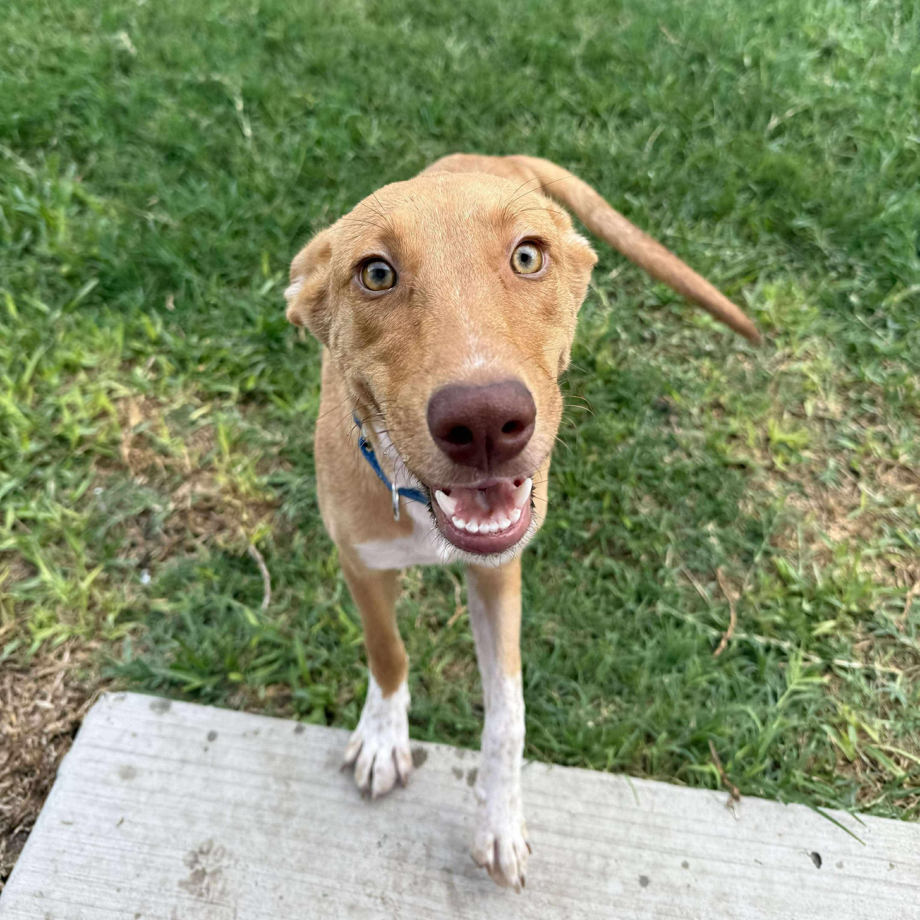 Enlarge Etta James, a Adoptable Mixed Breed in Portland, ME image 2/5