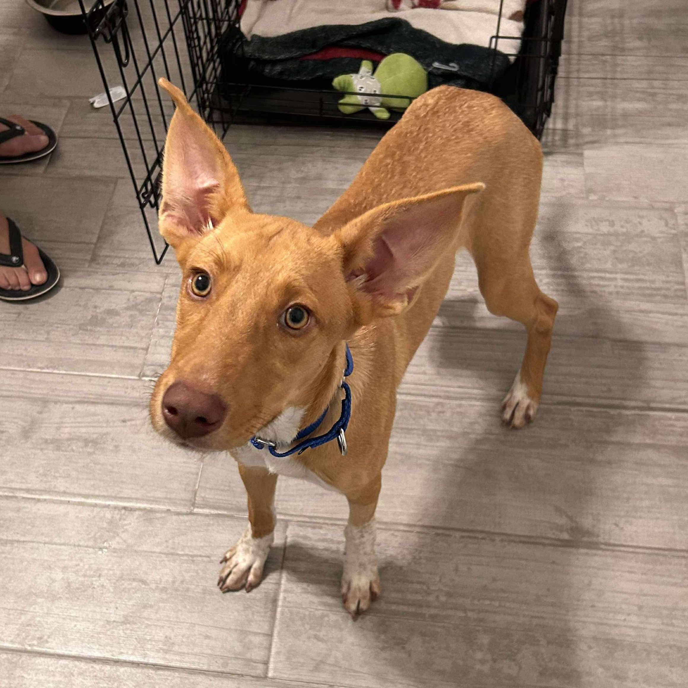 Enlarge Etta James, a Adoptable Mixed Breed in Portland, ME image 3/5