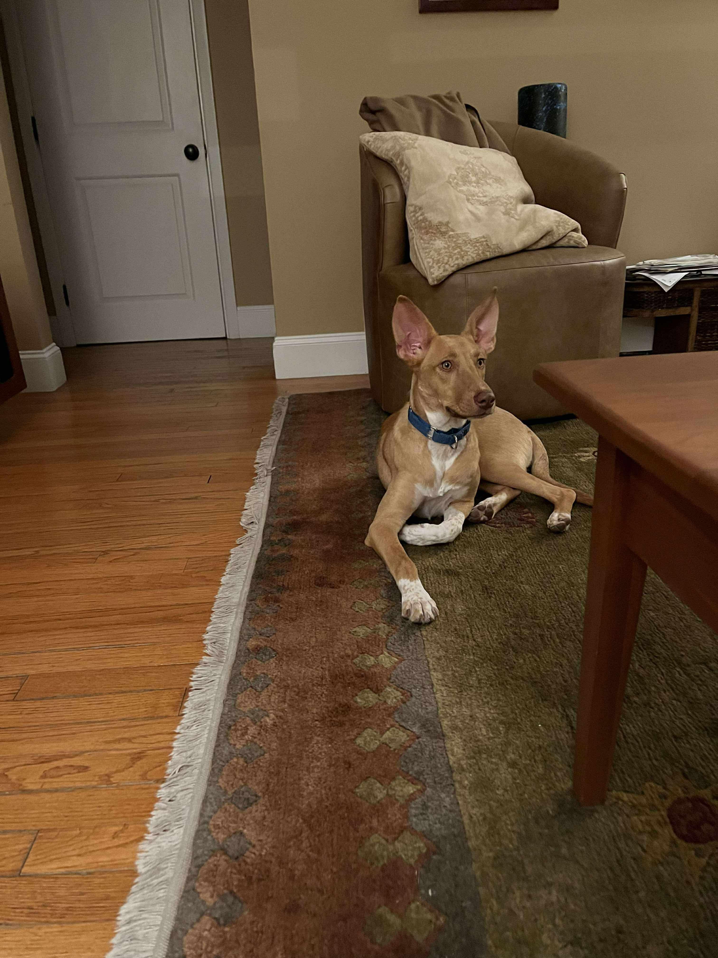 Enlarge Etta James, a Adoptable Mixed Breed in Portland, ME image 4/5