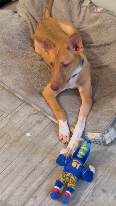 Enlarge Etta James, a Adoptable Mixed Breed in Portland, ME video 5/5