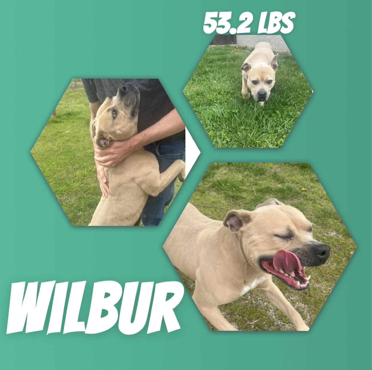 Wilbur, ADOPTABLE, Adult Male American Bully.