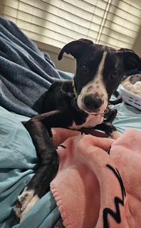 Kraine, Adoptable, Young Male Border Collie & Terrier.