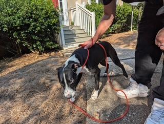 Kraine, a Adoptable mixed breed in Lebanon, NJ image 3/3