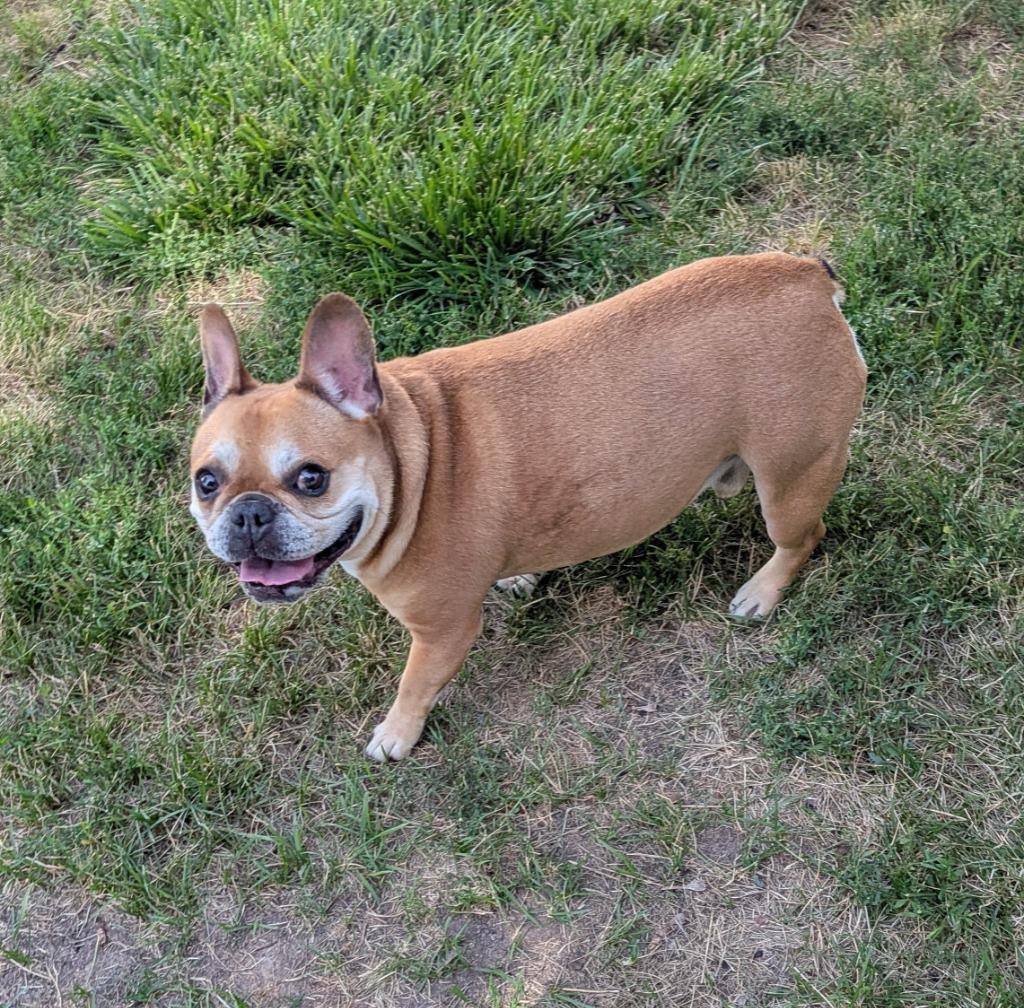 Zane, Adoptable, Adult Male French Bulldog.