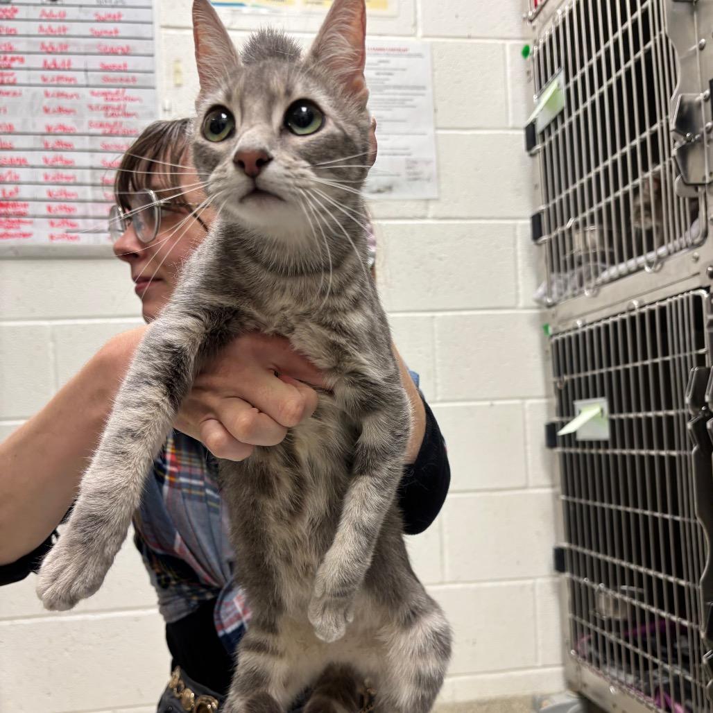 Enlarge My Shayla, a Adoptable Domestic Short Hair in Gloucester, VA image 1/3