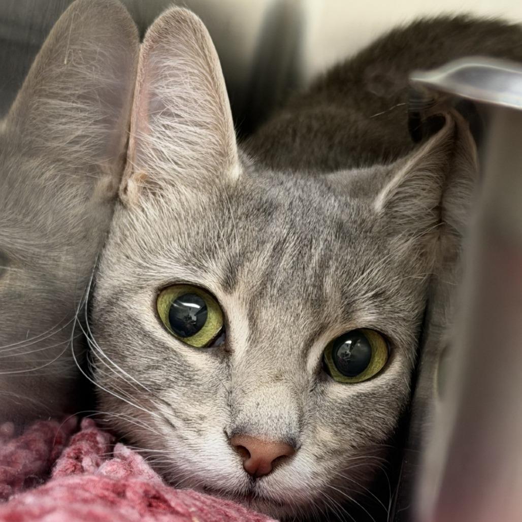 Enlarge My Shayla, a Adoptable Domestic Short Hair in Gloucester, VA image 2/3