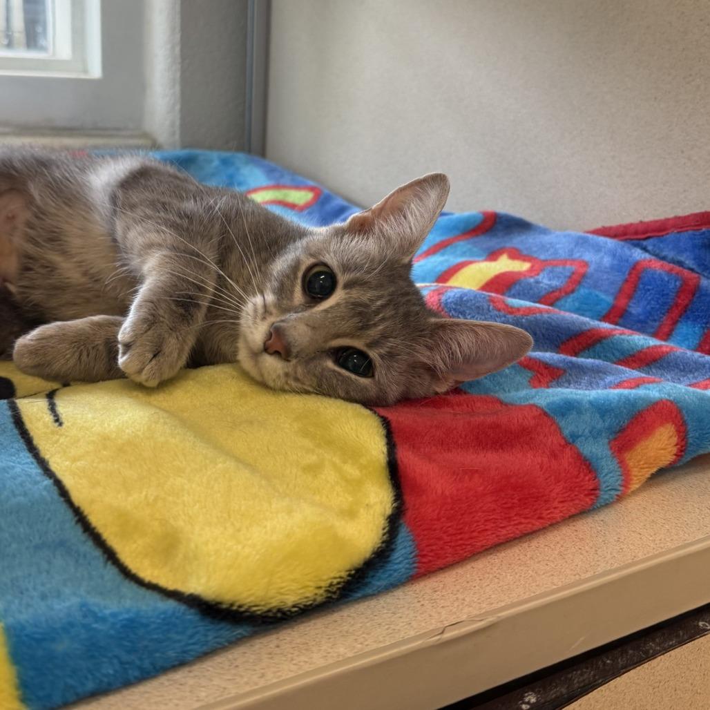 Enlarge My Shayla, a Adoptable Domestic Short Hair in Gloucester, VA image 3/3